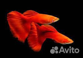 Ферма аквариумных рыбок sebo