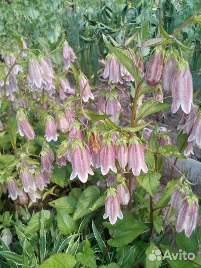 Цветы для сада