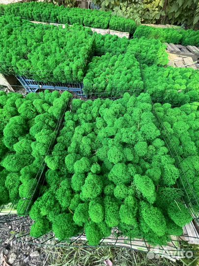 Стабилизированный мох, Зеленые Оттенки