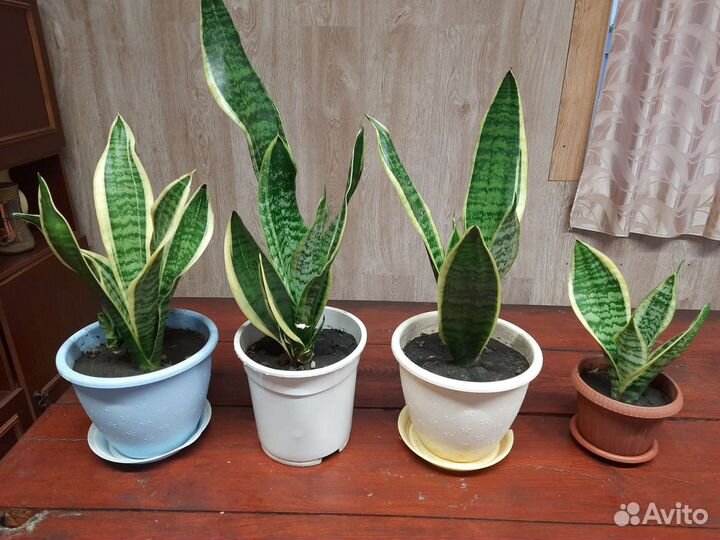 Комнатные цветы