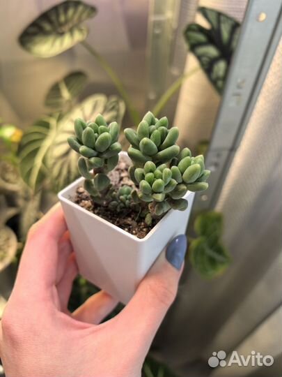 Суккуленты