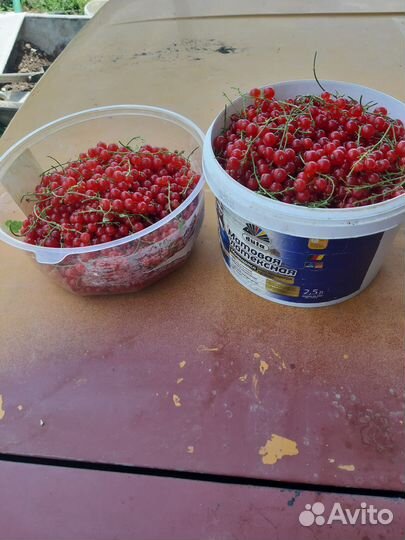 Красная смородина