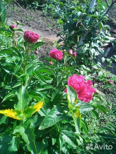 Многолетники садовые