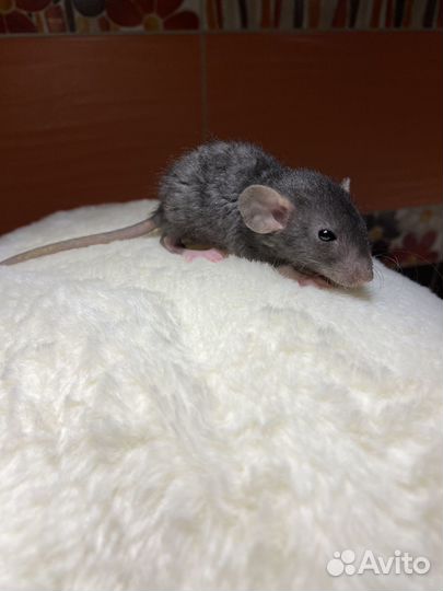Крысята Дамбо рекс чёрные кучерявые с клеткой