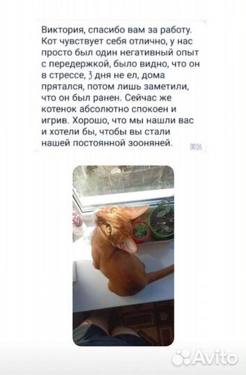 Домашняя передержка для кошек