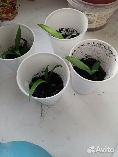 Хлорофиттум