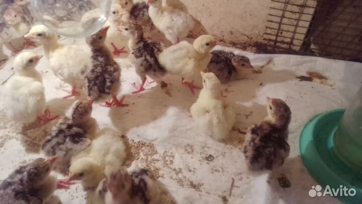 Индюшата домашние