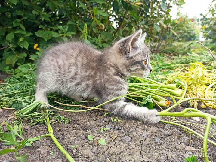 Кошечка