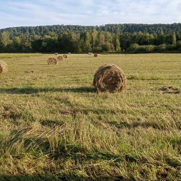 Продам сено в рулонах