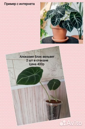 Строманта мультиколор, алоказии