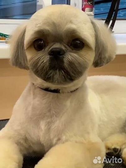 Стрижка домашних животных