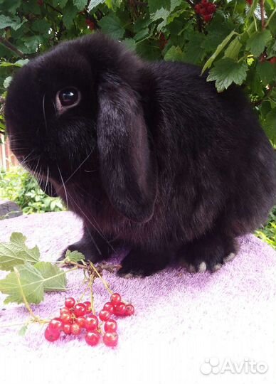 Декоративный вислоухий кролик