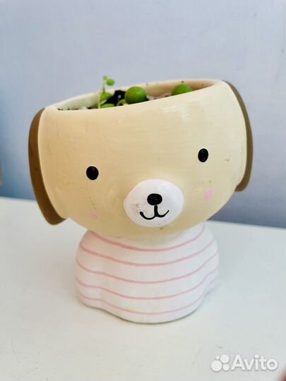 Крестовник Роули в кашпо