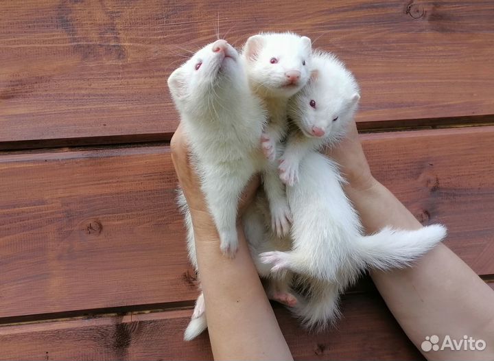 Щенки хорька, стандартики и экзоты