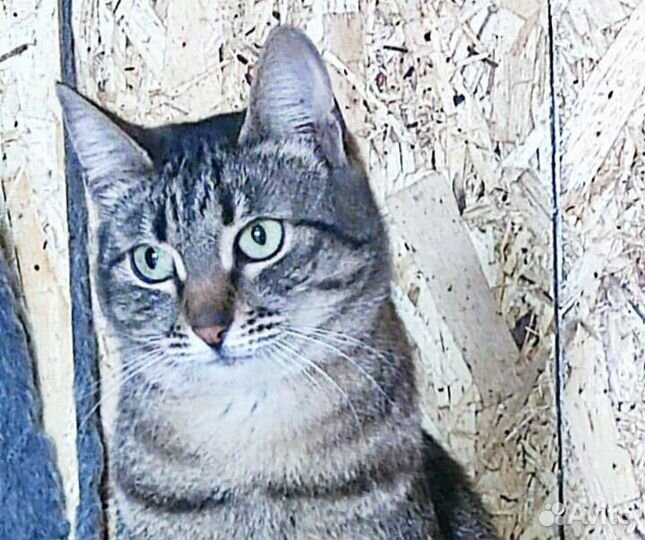 Кошка Груня тоскует.ищем дом