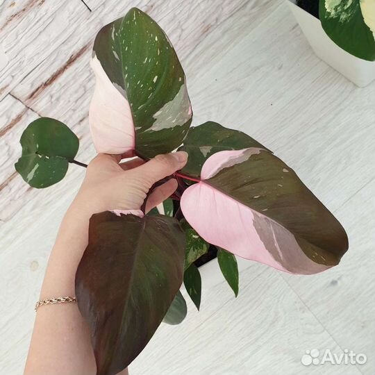 Филодендрон розовая принцесса, филодендрон маска