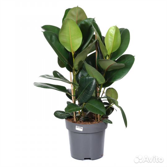 Растения для гостиной