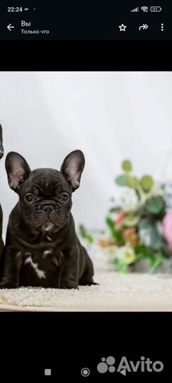 Французский бульдог щенки