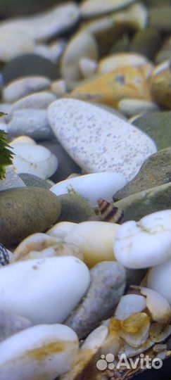 Улитка хелена