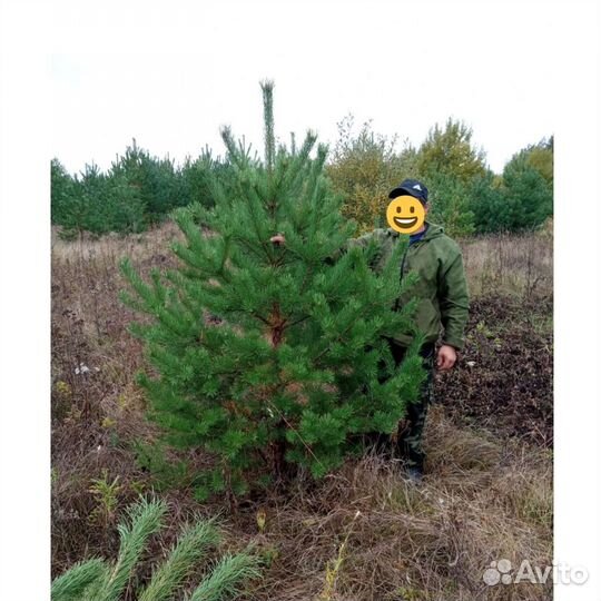 Сосна с комом земли оптом и в розницу