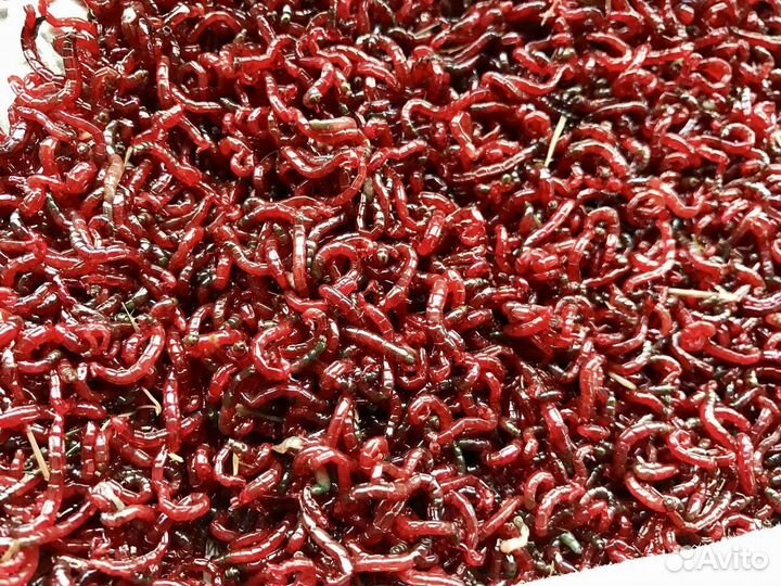 Наживка для рыбалки оптом и в розницу