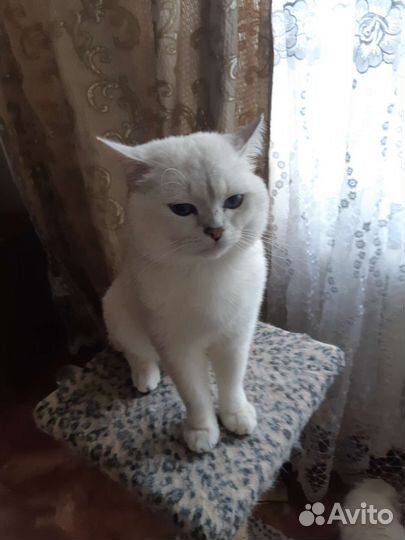 Британский кот