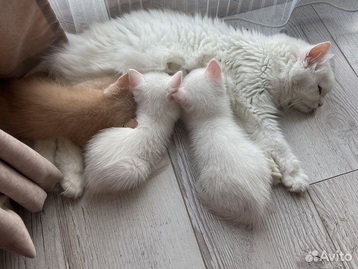 Кошки в добрые руки бесплатно