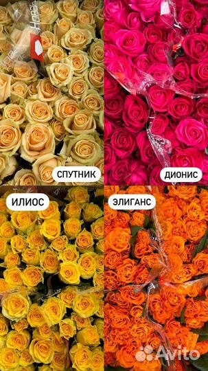 Оптовые розы все сорта
