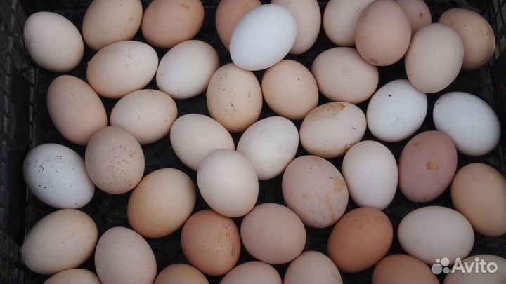 Домашние куриные яйца