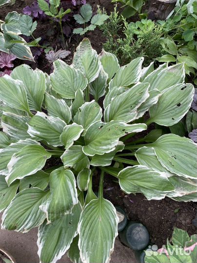 Хосты цветные