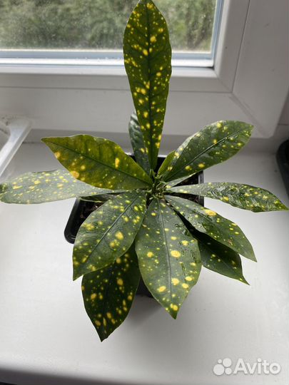 Кодиеум кротон