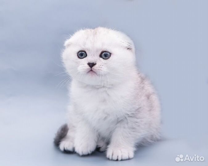 Котятки Золото и Серебро