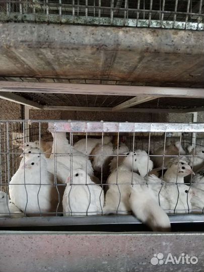 Перепелиное пищевое и инкубационное яйцо