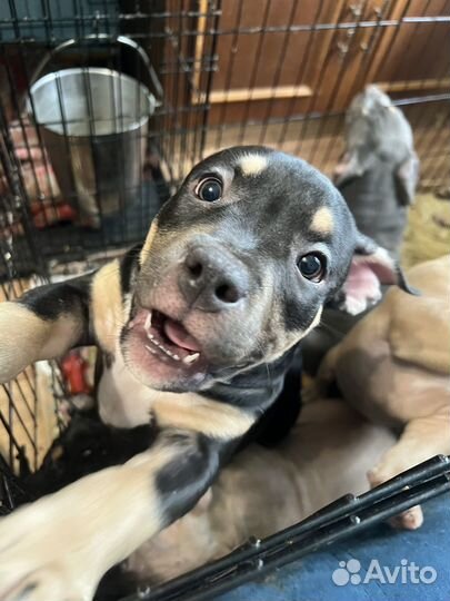 Американский булли классик