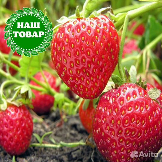 Саженцы клубника ремонтантная Монтарей 5 шт