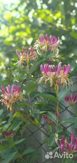 Жимолость декоративная, вьющаяся