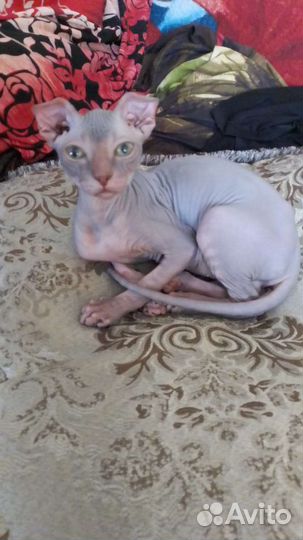 Кот сфинкс
