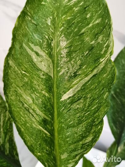 Спатифиллум Джемини, Домино, Даймонд