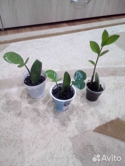 Замиокулькас