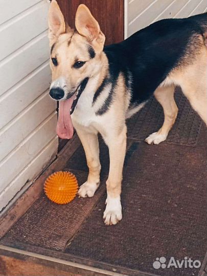 Восточноевропейская овчарка