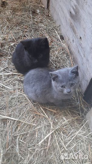 Котята в добрые руки бесплатно