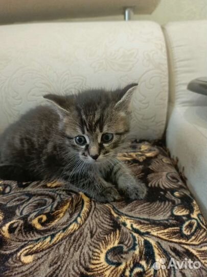 Котёнок