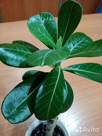 Комнатные цветы адениум