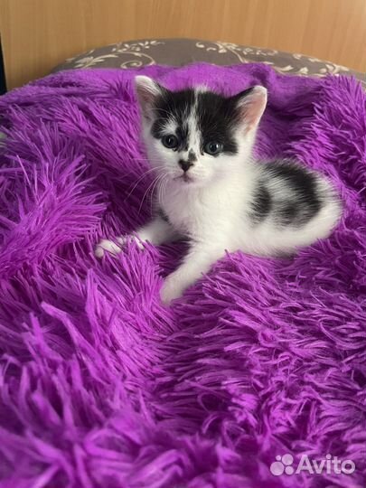 Котята бесплатно