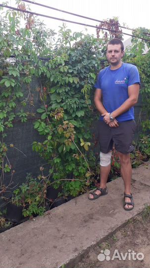 Саженцы девичий виноград