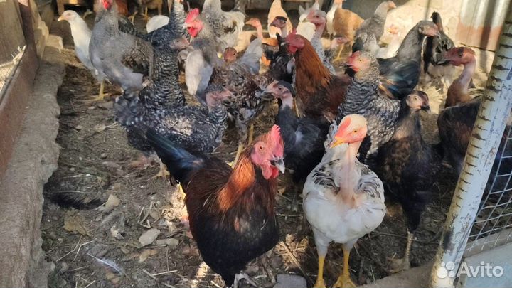 Петухи, молодые