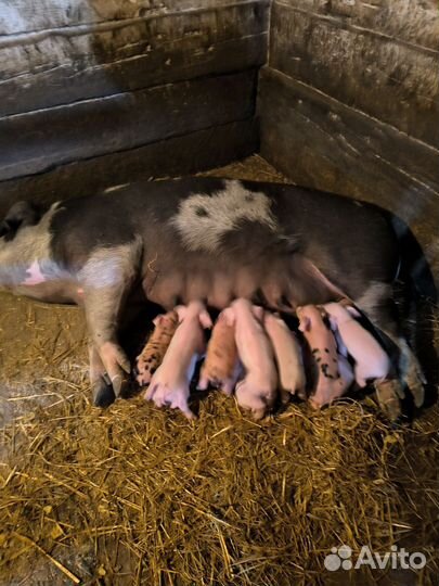 Продам поросят