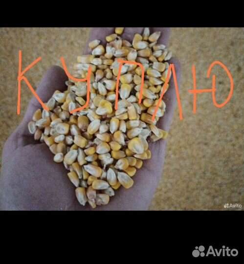 Кукуруза