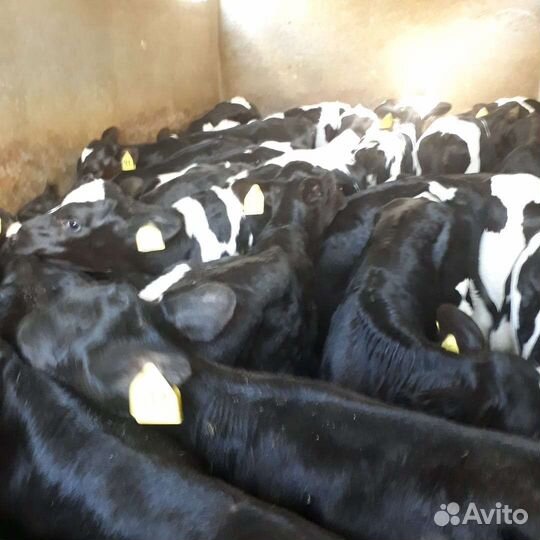 Телята бычки мясные