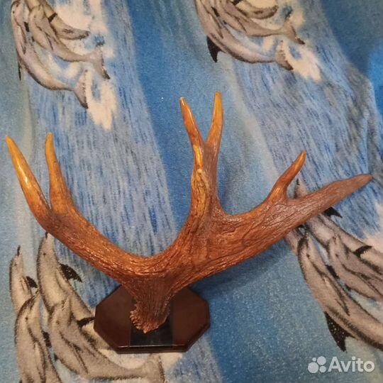 Продам рога лося